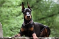 Doberman: popis plemena