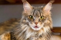 Domáci lynx: plemená mačiek so strapcami na ušiach