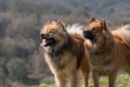 Eurasier: popis plemena, poradenstvo pri výbere a starostlivosti