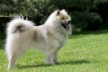 Eurasier