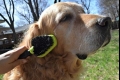 Furminátor pre psov - čo to je, vlastnosti a pravidlá pre výber kefy na vlnu