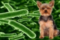 Gastroenteritída u psov: príznaky a liečba