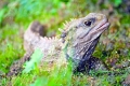 Tuatara alebo tuatara