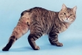 Hemoroidy u mačiek: príznaky a liečba
