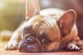 Hepatitída u psov: príznaky a liečba