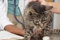 Hypertyreóza u mačiek: príznaky a liečba