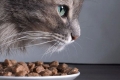 Hypoalergénne krmivo pre mačky: recenzie a recenzie obľúbeného suchého krmiva, ako aj všetko o potravinových alergiách u mačiek