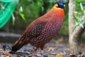 Ocellovaný tragopan