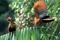 Hoatzin