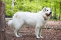 Horský pyrenejský pes - popis, charakter, starostlivosť a údržba