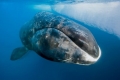 Veľryba grónska alebo polárna veľryba (lat. Balaena mysticetus)