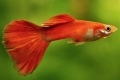 Guppy (poecilia reticulata)