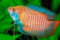 Gourami (gourami alebo trishogaster)