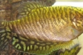 Gourami golden - solárne zajačiky v akváriu
