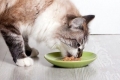 Charakteristika 6 super prémiových krmív pre mačky