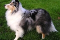 Charakteristika plemena sheltie: recenzie a popis