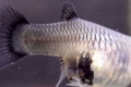Triky na identifikáciu gravidnej guppy a starostlivosť o rybu