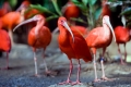 Ibis (threskiornithinae)