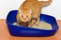 Idiopatická cystitída mačiek: príčiny a liečba