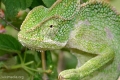 Chameleón indický (chamaeleon zeylanicus)