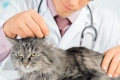 Infekčné choroby u mačiek: príznaky, liečba, prevencia