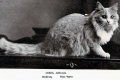 História maine coon mačky