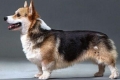 História pôvodu a štandard plemena psa welsh corgi