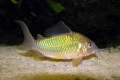 Smaragdový brochis (corydoras splendens)