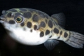 Jedovatá ryba fugu – nebezpečná pochúťka