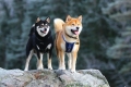 Japonské plemená psov