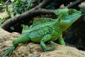 Jašterica bežiaca po vode - prilba baziliška (basiliscus plumifrons)