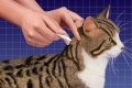 Účinné lieky a ľudové prostriedky proti blchám pre dospelé mačky a mačiatka