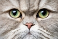 Efektívne metódy liečby zápalu oka u mačiek samostatne doma