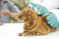 Execan pre mačky - návod na použitie a dávkovanie lieku