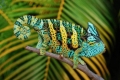 Chameleón jemenský (chamaeleo calyptratus)