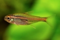 Erythrozonus alebo svetluška tetra (hemigrammus erythrozonus)