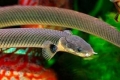 Toto je skutočný had alebo ryba v akváriu?