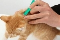 Ako fungujú kvapky proti blchám pre mačky