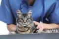 Ako prebieha sterilizácia a kastrácia mačiek a mačiek, druhy operácií a následky