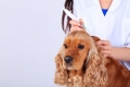 Ako a kedy očkovať proti besnote u šteniatok a dospelých psov