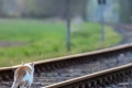 Ako prepraviť mačku alebo mačku vo vlaku: všetky nuansy cestovania, potrebné dokumenty, príprava zvieraťa, užitočné tipy