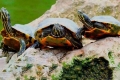 Ako sa doma pária korytnačky červenoušské