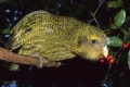 Kakapo