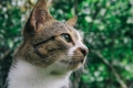 Čo sú očné choroby u mačiek a ako ich liečiť