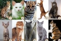 Aké sú plemená mačiek: mená všetkých domácich mačiek, fotografie