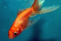 Aké sú druhy akváriových zlatých rybiek