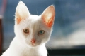 Aké sú príznaky enteritídy u mačky a ako ju liečiť?