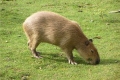 Capybara doma: zaujímavé fakty, aké zviera