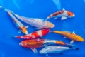 Koi kapor: požiadavky na chov japonských rýb