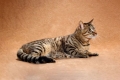 Čínska mačka li hua: popis, charakter domáceho maznáčika a starostlivosť o neho